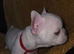 French bulldog dog puppies