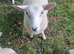 Lleyn Purebred Ram Lambs 12 Weeks Old
