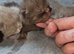 British short hair kittens