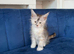 France TICA bloodlines PURE Maine Coon Kittens. Delivery available!!