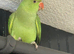 Ringneck Parrot