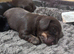 Miniature dachshund long haired