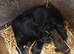 COCKER SPANIEL PUPS IN NI ONLY ONE REMAINING