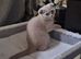 Cute Scottish fold Three kittens available