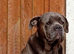 Cane corso female