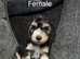 Gorgeous Cockapoo Puppies - Ready Thursday 8th October