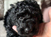 Gorgeous F1b Cavapoo puppies