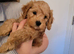 Last 2- Beautiful F1B Cavapoo Puppies-Extensively health tested