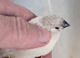 Baby's zebra finches for sale