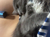 Male kitten