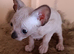 Beautiful sphynx kittens for sale