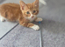 Female kitten for sale