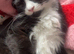 Ragdoll cross kittens