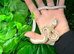 White Sided Black Rat Snake at Birmingham Reptiles