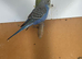 Budgies