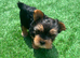 puppy biewer terrier