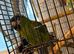 Tame hahns macaw