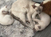 Two Beautiful Siamese Boy Kittens Looking for Their Forever Homes