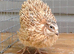 Free male Italian quail