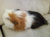 Male guinea pig