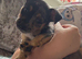 Jack Russell pups best colours around