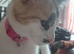 Calico female cat