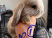 Mini lop pure bred
