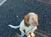 Roan cocker spaniel boy for stud