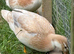 Call duck mixed pair or trio