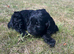 4 black cockapoo puppies available, boys and girls. Ready to leave 08/08