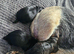 Border terrier puppies