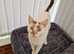 Calico cat super friendly to humans
