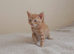 Mixed breed  boy mum bengal 9 weeks
