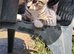 Cats for sale