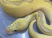 Super pastel poss lesser poss super spotnose batman