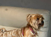 5 years old golden Yorkie female
