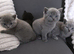 British shorthair kittens