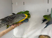 Various Stunning Baby Lineolated Parakeets