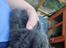 Mini lop x american blue