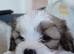 4 Gorgeous Zuchon puppies
