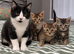 Maine coon cross kittens
