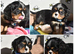 Health Tested- Cavalier King Charles Spaniel