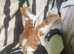 Kittens looking for their forever homes