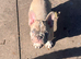 Frenchie pups