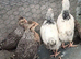 Legbar & Light Sussex pullets 8 weeks old