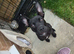 Alpha blue blood bulldog cross puppy - comes with all her things