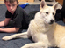 Two yr old shepsky