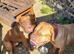 2 beautiful DDB'S need new home