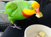 Barraband Parrot semi tame