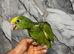 Hand-Rearing Baby Friendly Super Tame Cuddly Yellow Crown Amazon Parrot,25